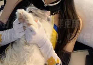 黑料不打烊更新，永不迷路的小道消息再度来袭，你敢信吗？